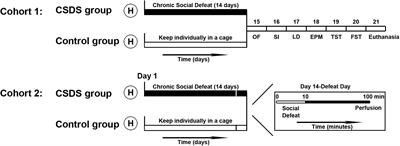 Sex-Dependent Effects of Chronic Social Defeat on Emotional and Social Behaviors, and Parameters of Oxytocin and Vasopressin Systems in Mandarin Voles (Microtus mandarinus)